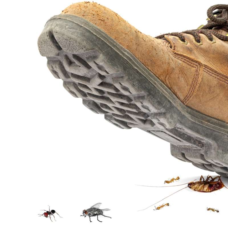 Specialized Reptile and Amphibian Enclosure Pest Management